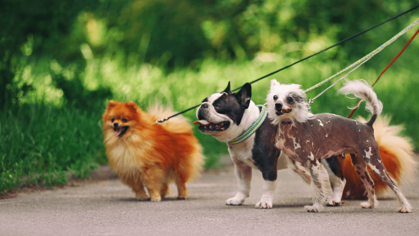 Parques e espaços para passear com cães na região do Butantã