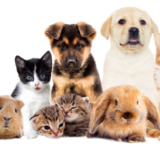 Pet Shop e Veterinárias no Butantã